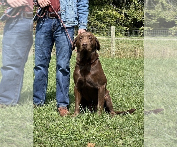 Medium Photo #1 Labrador Retriever Puppy For Sale in NEOLA, WV, USA