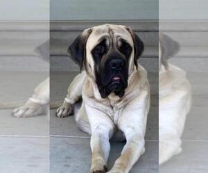 Mother of the Mastiff puppies born on 07/20/2025