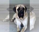 Small Photo #1 Mastiff Puppy For Sale in ATWATER, CA, USA