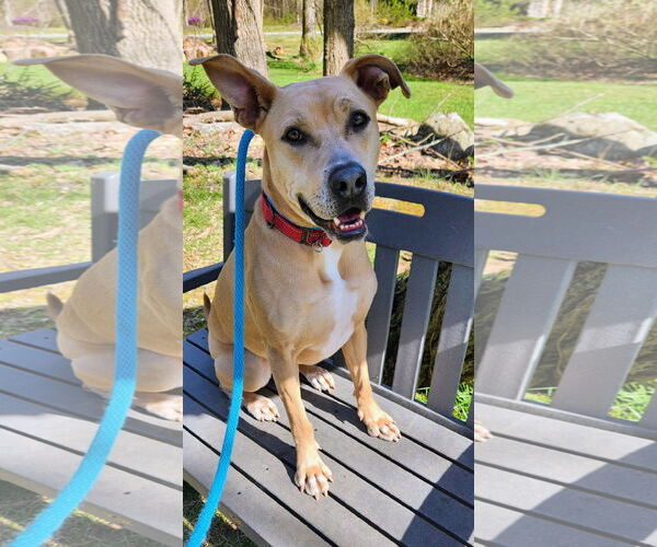 Medium Photo #7 Labrador Retriever-Unknown Mix Puppy For Sale in Rockaway, NJ, USA