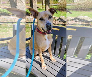 Kiya Lizman - Female Labrador Retriever-Unknown Mix Dog for Adoption - Photo #7