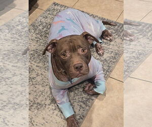 Beatrix - Female American Staffordshire Terrier Dog for Adoption - Photo #15