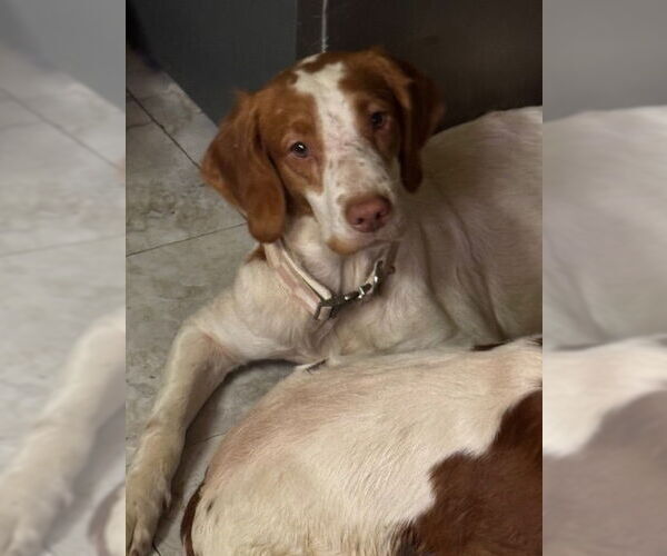 Medium Photo #3 Basset Hound-Brittany Mix Puppy For Sale in Curwensville, PA, USA