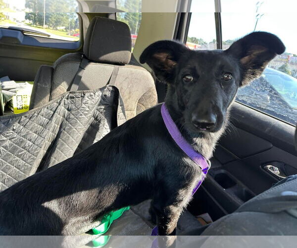 Medium Photo #1 Collie-German Shepherd Dog Mix Puppy For Sale in McDonough, GA, USA