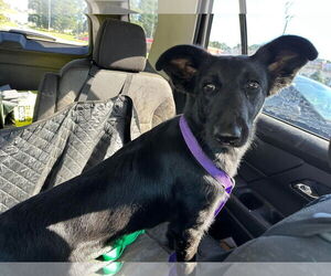 Collie-German Shepherd Dog Mix Dogs for adoption in McDonough, GA, USA