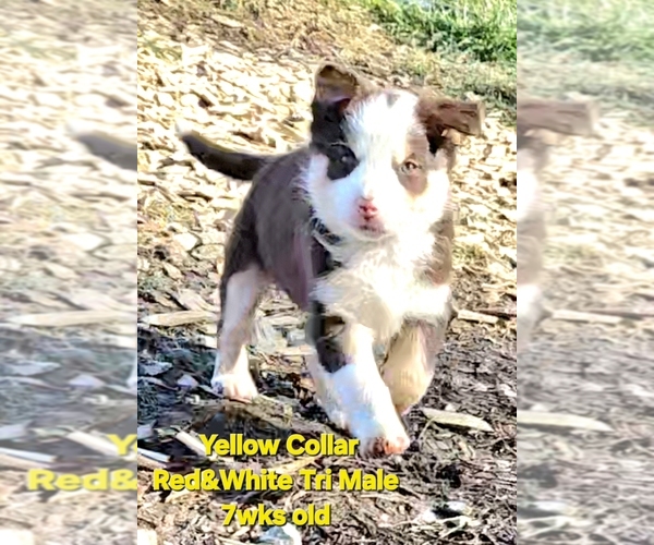Medium Photo #57 Border Collie Puppy For Sale in BYBEE, TN, USA