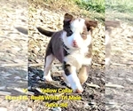 Small Photo #57 Border Collie Puppy For Sale in BYBEE, TN, USA