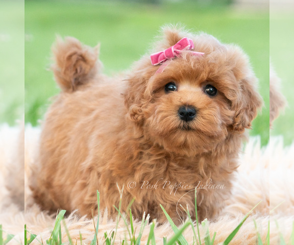Medium Photo #106 Maltipoo (Toy) Puppy For Sale in WARSAW, IN, USA