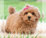 Small #2 Maltipoo (Toy)