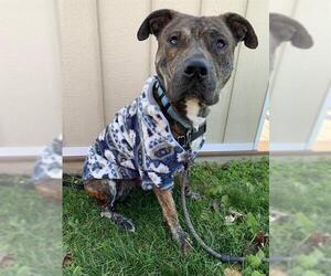 Staffordshire Bull Terrier-Unknown Mix Dogs for adoption in Center Township, PA, USA