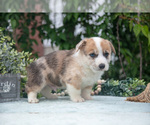Small Photo #36 Pembroke Welsh Corgi Puppy For Sale in NEW CONCORD, OH, USA