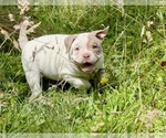 Small #13 American Bully