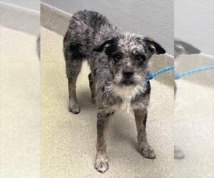 Australian Terrier-Unknown Mix Dogs for adoption in Las Vegas, NV, USA