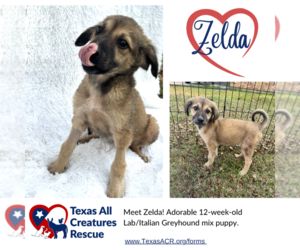Italian Greyhound-Labrador Retriever Mix Dogs for adoption in Lillian, TX, USA