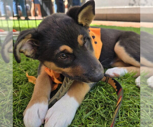 Medium Photo #8 German Shepherd Dog-Unknown Mix Puppy For Sale in Minneapolis, MN, USA
