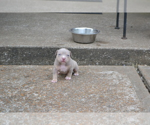 American Bully Puppy for sale in COUNTRY CLUB HILLS, MO, USA