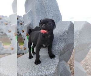 Pug Puppy for sale in ROUND ROCK, TX, USA
