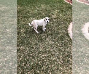 Anatolian Shepherd-Great Pyrenees Mix Puppy for sale in LOVELAND, CO, USA