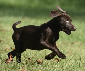 Fuzz - Male Chocolate Labrador retriever-Pointer Mix Dog for Adoption - Photo #3