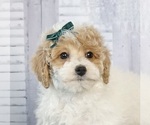 Puppy Sweet Tart AKC Poodle (Miniature)