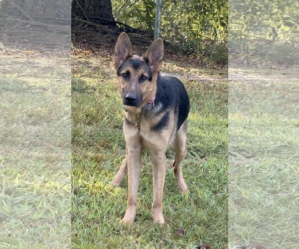 Medium Photo #1 German Shepherd Dog Puppy For Sale in Attalka, AL, USA