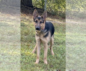 Medium German Shepherd Dog