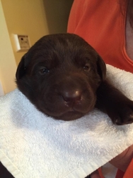 Labrador Retriever Puppy for sale in Vermilion, OH, USA