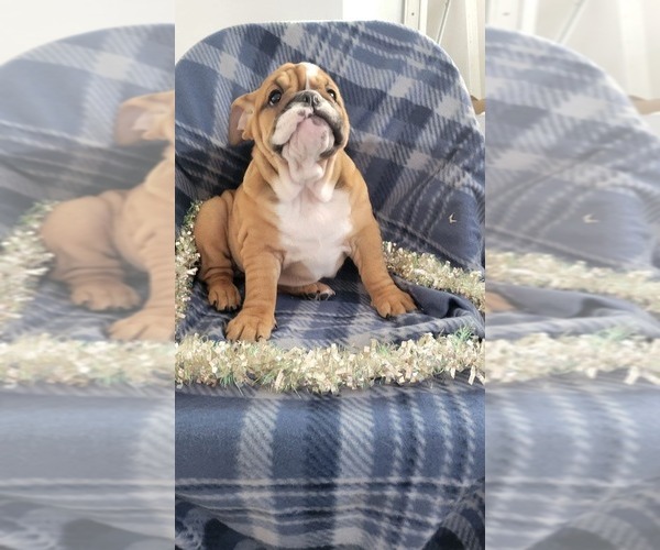 Medium Photo #5 English Bulldog Puppy For Sale in COLBY, WI, USA