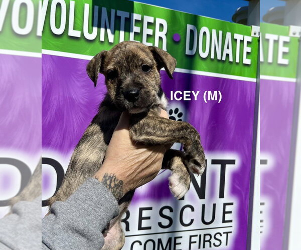 Medium Photo #3 Boxer-Unknown Mix Puppy For Sale in Mooresville, NC, USA