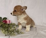 Small #3 Pembroke Welsh Corgi