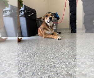 Labrador Retriever-Unknown Mix Dogs for adoption in Pasadena, TX, USA