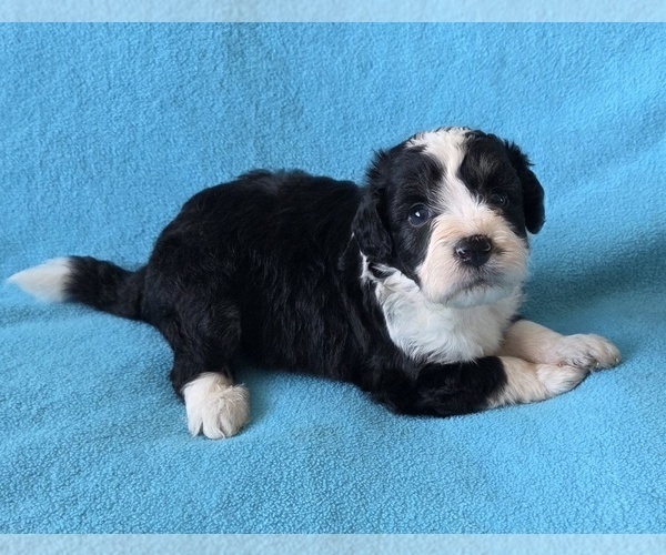 Medium Photo #1 Aussiedoodle Puppy For Sale in WILLS POINT, TX, USA