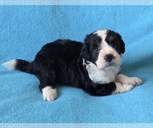 Medium Aussiedoodle