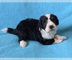 Small Aussiedoodle