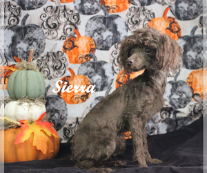 Poodle (Toy) Puppy for sale in CHANUTE, KS, USA