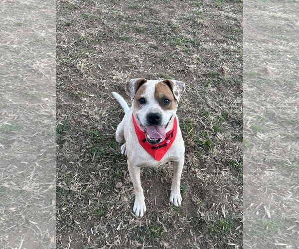Medium Photo #6 Boxer-Unknown Mix Puppy For Sale in Roaring River, NC, USA