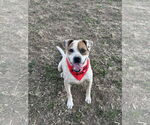 Small #5 Boxer Mix