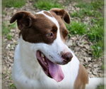 Small #2 American Foxhound-Labrador Retriever Mix