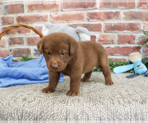Medium Photo #3 Labrador Retriever Puppy For Sale in SYRACUSE, IN, USA