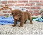 Small #2 Labrador Retriever