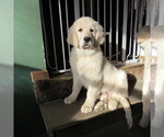 Small #99 English Cream Golden Retriever