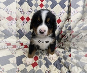 Bernese Mountain Dog Puppy for sale in ENON, OH, USA