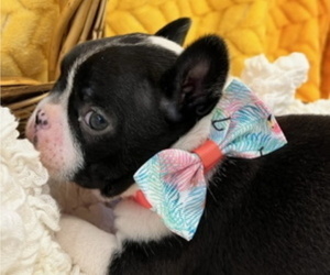 French Bulldog Puppy for Sale in GILMER, Texas USA