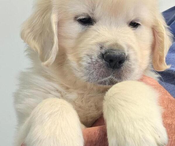 Medium Photo #2 English Cream Golden Retriever Puppy For Sale in GRAND TERRACE, CA, USA