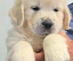 Small #1 English Cream Golden Retriever