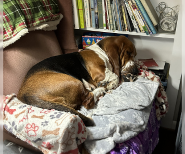 Medium Photo #3 Basset Hound Puppy For Sale in Denton, TX, USA
