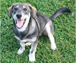 Siberian Husky-Unknown Mix Dogs for adoption in Cuba, NY, USA