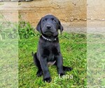 Puppy Lena AKC Eng Labrador Retriever