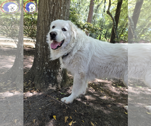 Great Pyrenees Dogs for adoption in Spring, TX, USA