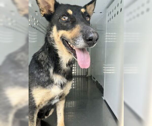 Medium Photo #1 German Shepherd Dog Puppy For Sale in Stockton, CA, USA